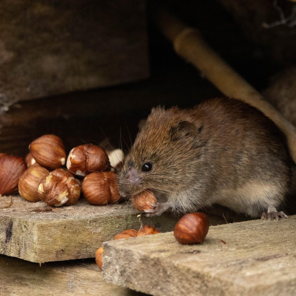 Bank voles - it didn’t take them long to realise there was an easy stash of nuts being put out for them! @labmammalgroup @Mammal_Society