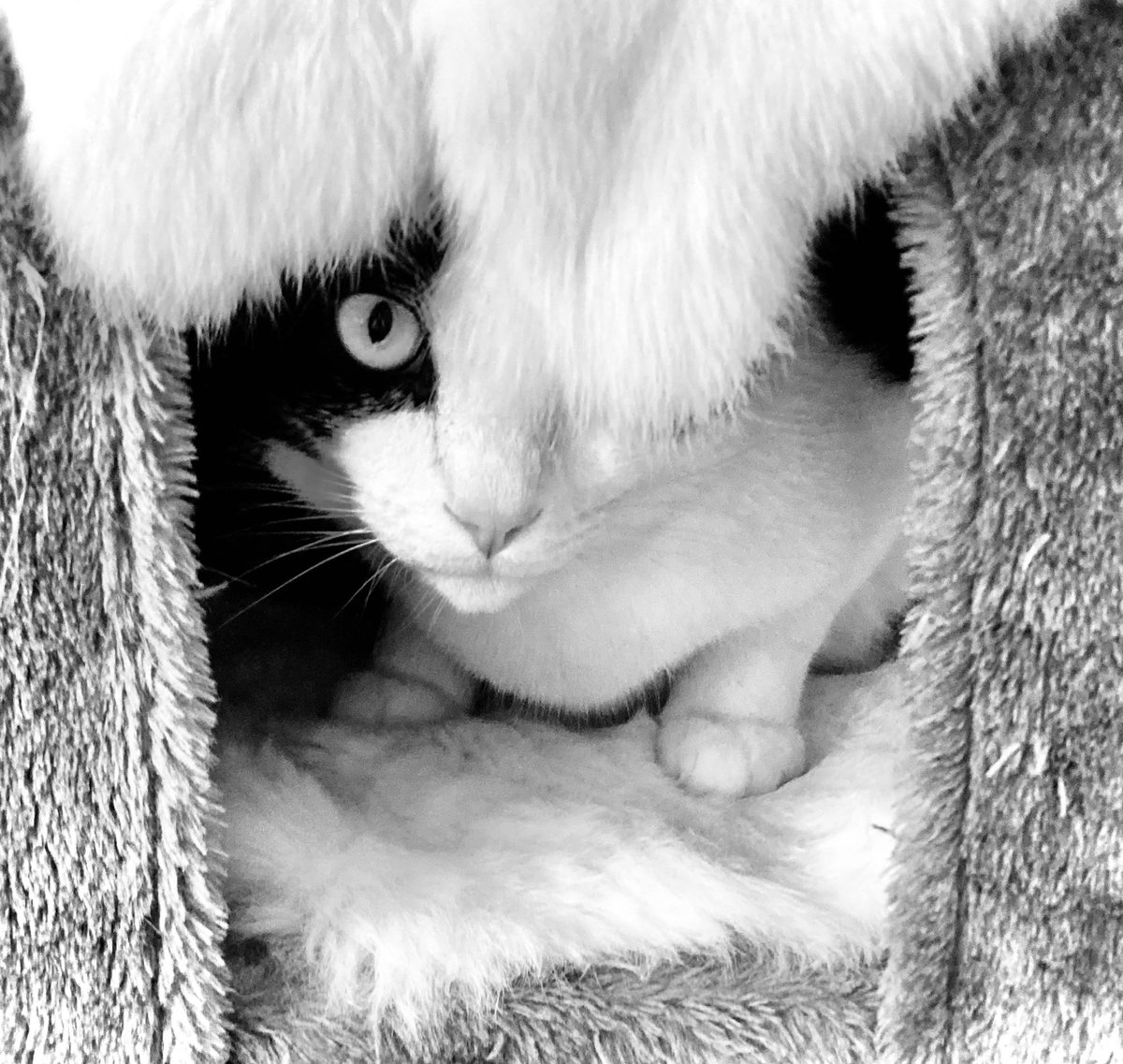 #HappyCaturday #Saturday #May #GoodMorning #morning #shadesofgrey #photography #Photography