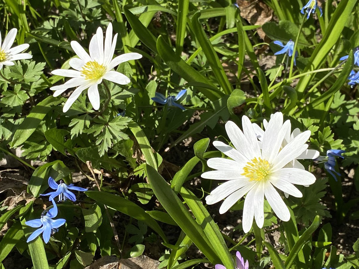 Kevään ekan puutarhapäivityksen aika: balkaninvuokot parhaassa kukassaan. Mukavaa viikonvaihdetta!