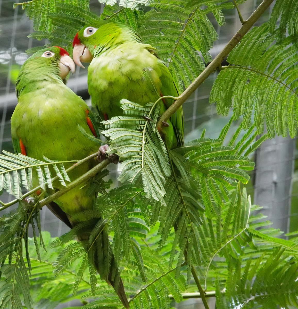 Very well blended [camouflage] Crimson fronted Parakeets La Garita, Costa Rica