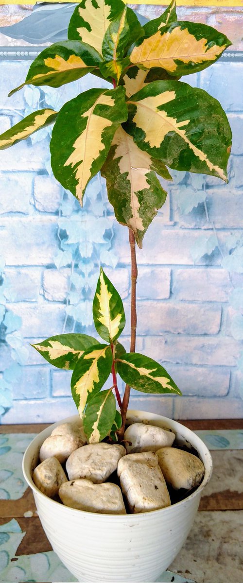 AlawaSimson's tweet image. 20K