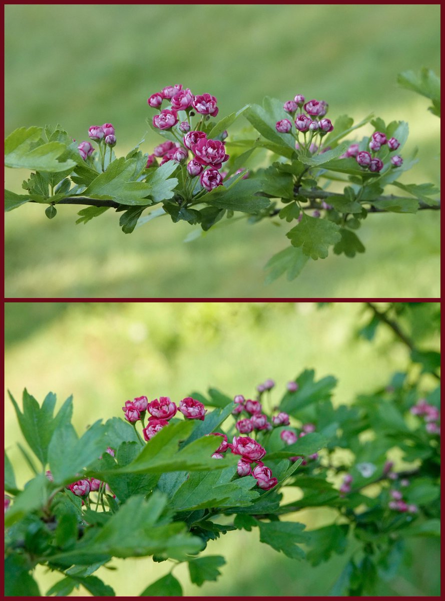 Goedemiddag! Vandaag niet weggeweest maar in eigen tuin kan je ook wel foto's maken! De meidoorn bomen staan prachtig te bloeien dit jaar! Fijne avond en ik ben zeker 2 minuten stil want wij mogen dankbaar zijn dat we nog in vrijheid leven! #mei_nmooistefotos @bosw8er_jochem