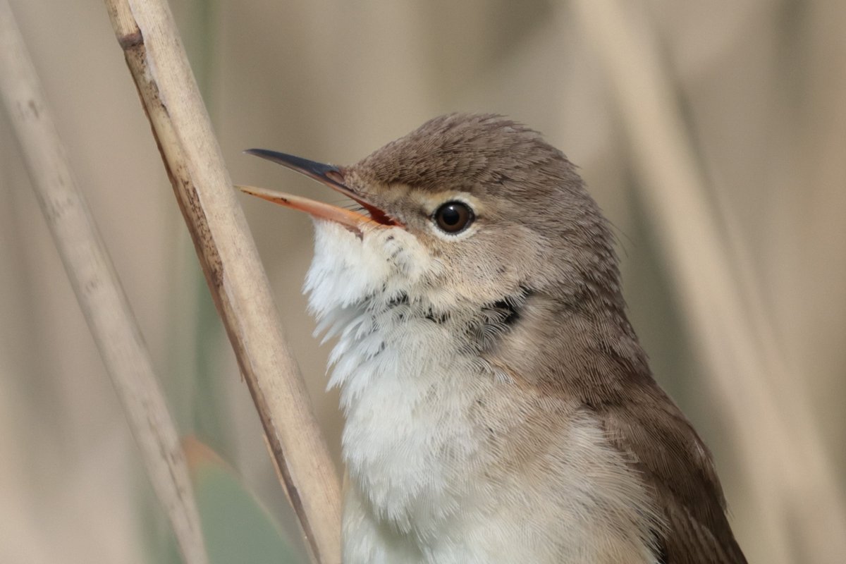 Along with the Cetti's and Sedge, you will hear a lot of Reed warblers, Acrocephalus scirpaceus that have arrived back from Africa 🐦 Did you know that the Reed warbler is a common host for the Cuckoo? 🤓 📸 Pete Turner