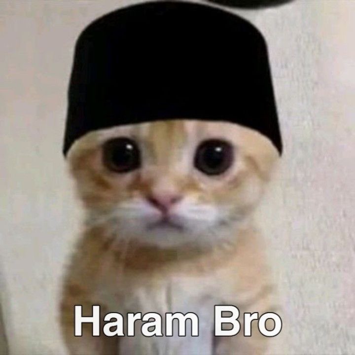 $HALALCAT tweet media