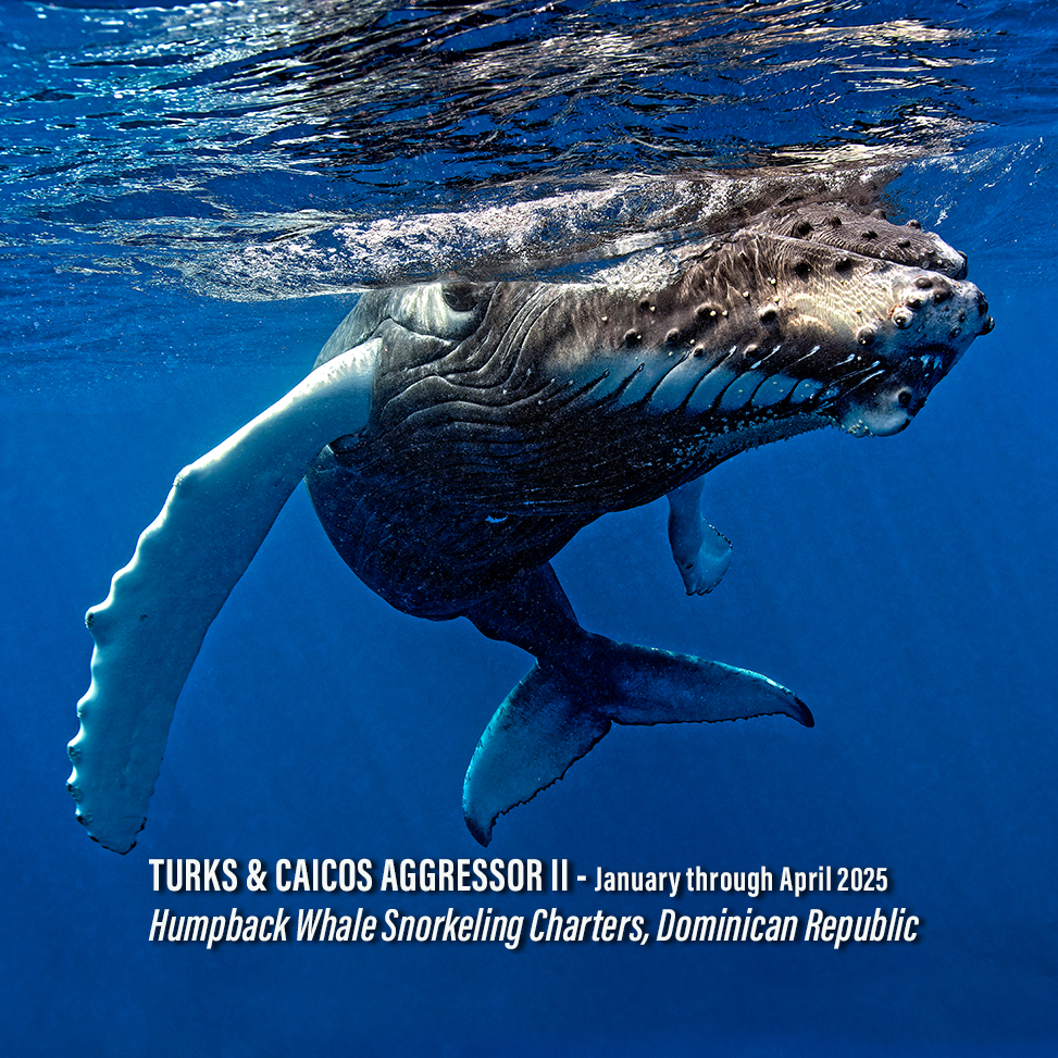 Reserve your 2025 Silver Bank snorkeling and whale watching charter aboard the Turks & Caicos Aggressor II.  The Turks & Caicos Aggressor II is taking reservations now for the 2025 season. Book now - bit.ly/3UwnWNY ⁠ Photos taken in April 2024 by Scott Johnson.⁠ #Ad