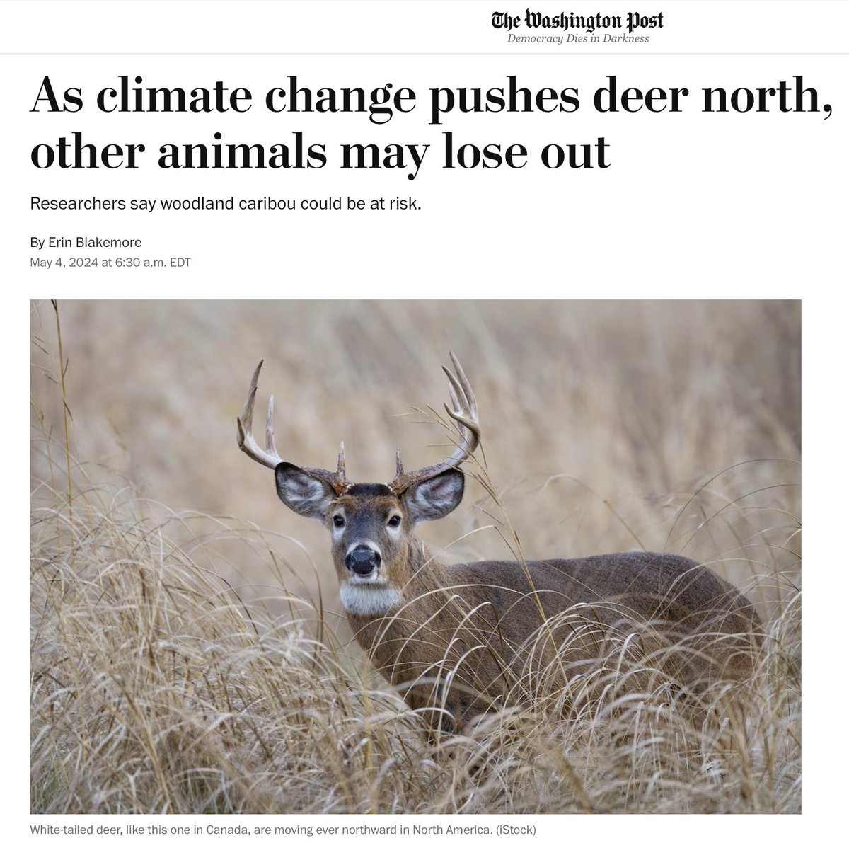 Climate liars in headlights: The study used 300 remote cameras across the northern Alberta-Saskatchewan border... When the winter was more severe, the researchers found, deer densities declined regardless of habitat alteration due to human activity. Warmer winters, in contrast,…