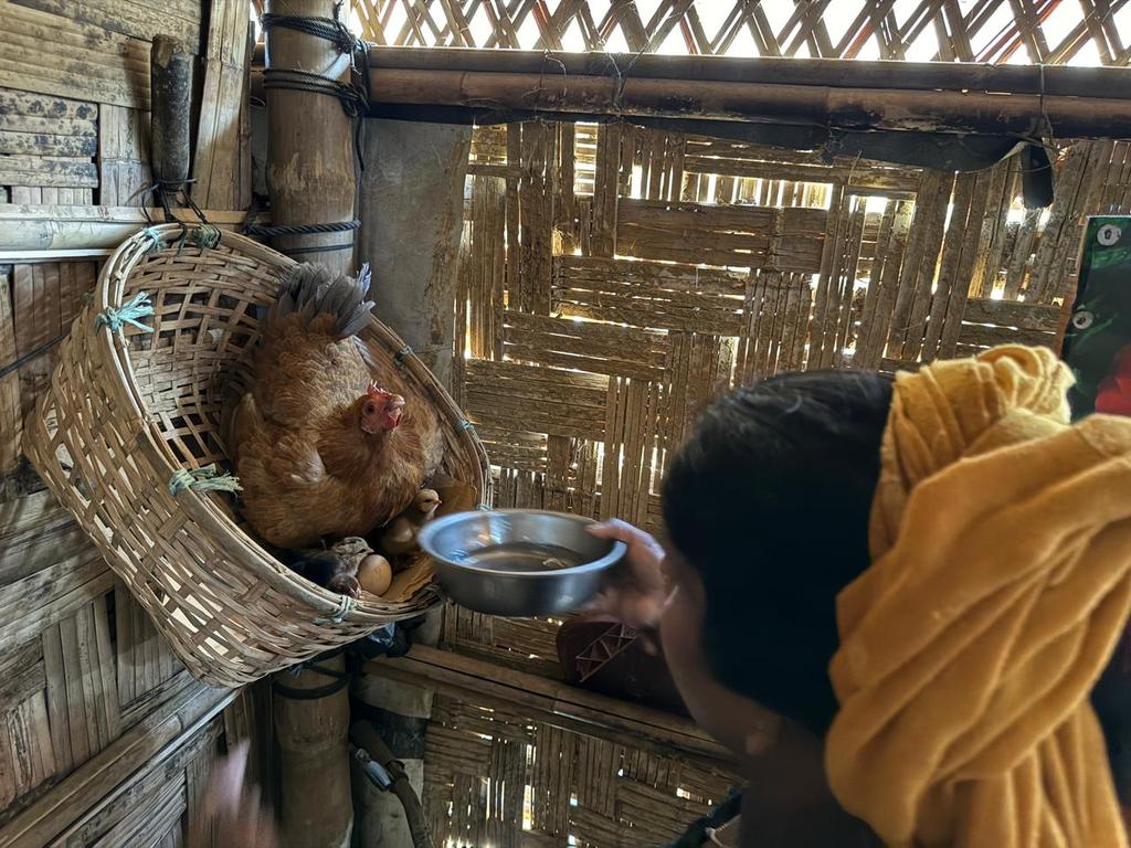 Mameda Katu, a 50-year-old Rohingya Refugee woman, is feeding water to a fertilized hen while it sits in the nest. #Rohingya #FarmLife 📸 @md_yasiein