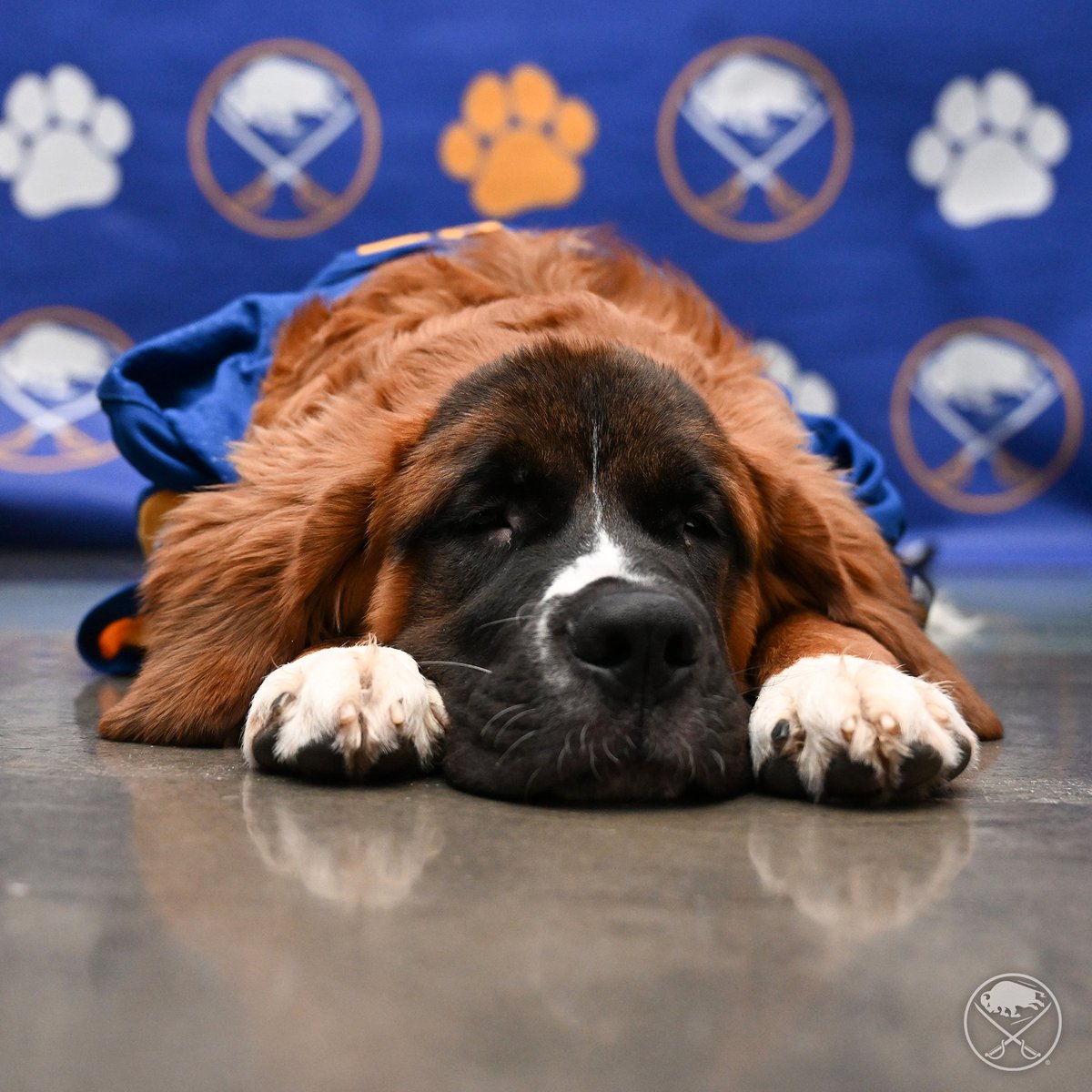 Don't miss our Pet Adoption Event at @KeyBankCtr on May 11 from 10 a.m. to 2 p.m. 🐶 Bring home your new best friend: bufsabres.co/3UdkTZE
