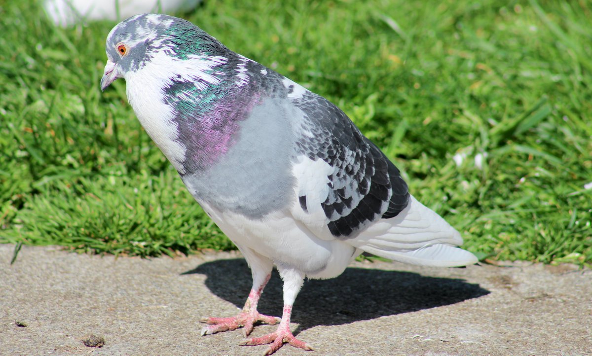 Patchwork pigeon.