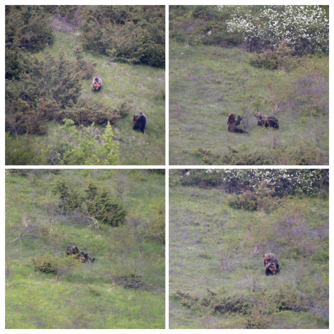 🇬🇧 Spring is the mating season, also for bears. Having passed the phase of physical and metabolic recovery after awakening from hibernation, males and females of fertile age are ready to travel long kilometers in “pursuit”. Read more: facebook.com/rewildingapenn…