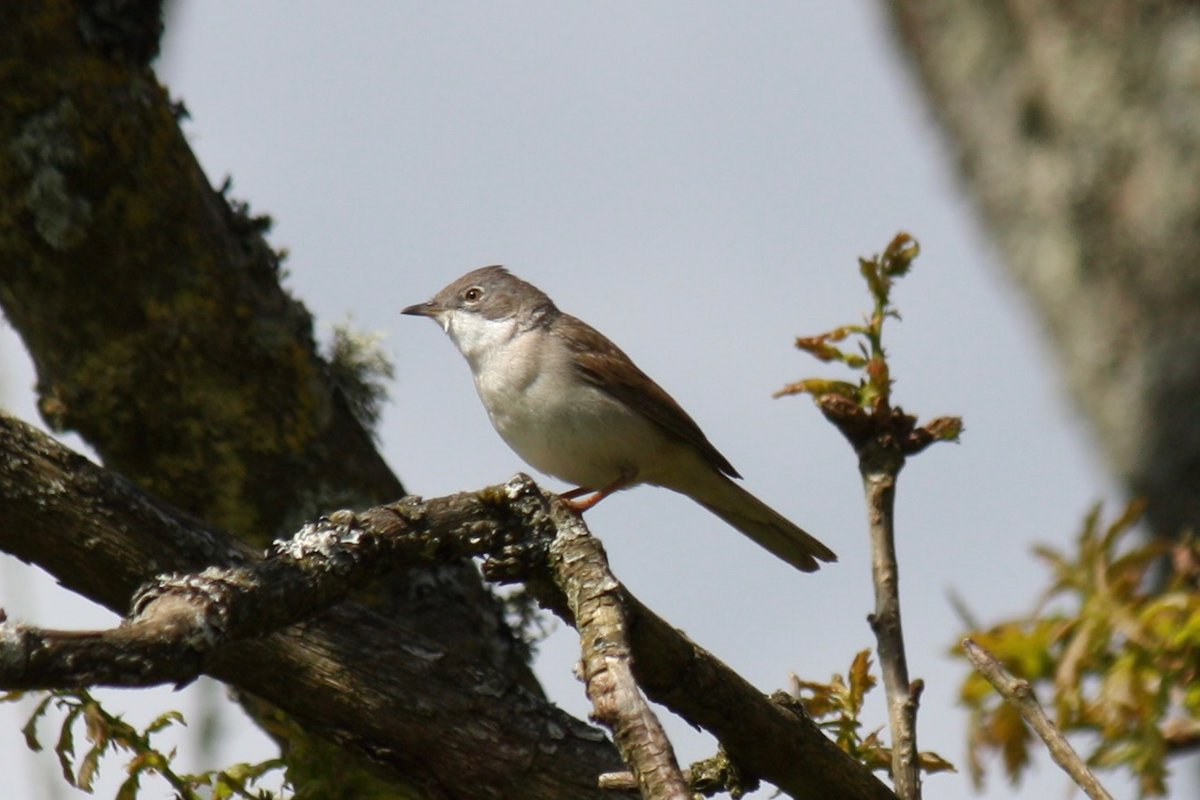 Whitethroat on my local patch…  again!  #londonbirds