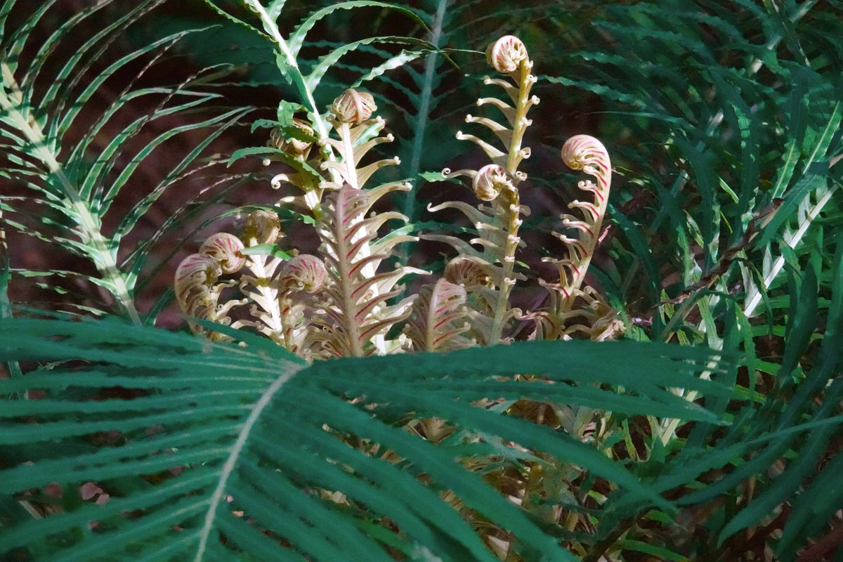 QP/share those fern curls.🌀 Cycad curls Descanso Gardens Montrose, California Not actually 'ferns' cycads along with tree ferns represent two ancient groups of plants which evolved before all modern vascular flowering plant species.