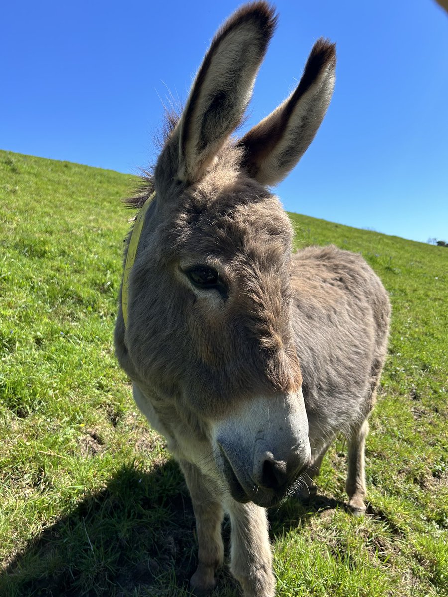 Thelma living her best life @DonkeySanctuary