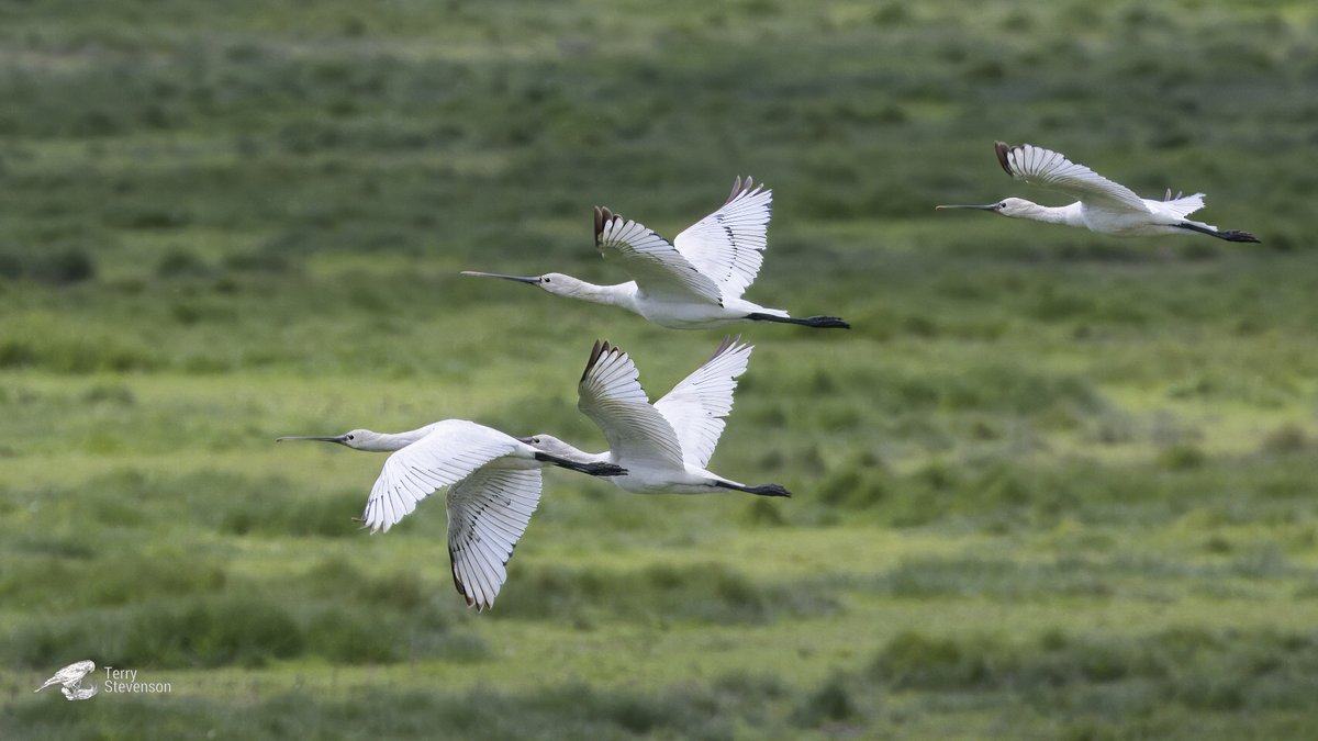 Four #Spoonbill leaving the Dumbles @Slimbridge_wild this afternoon @WWTSlimbridge #GlosBirds