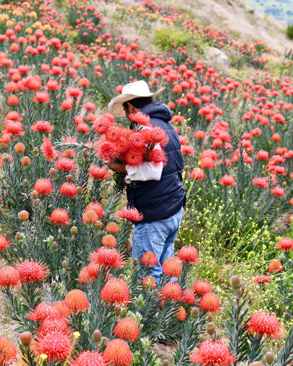 Have you found the perfect way to brighten Mom’s day yet? Our fields are brimming with the brightest blooms - like these pincushions. 🍃💥💥🌿 Although you won’t find us @OldTownTemecula Farmers Market today due the Rod Run, we’ll be back next week to help make her day special!