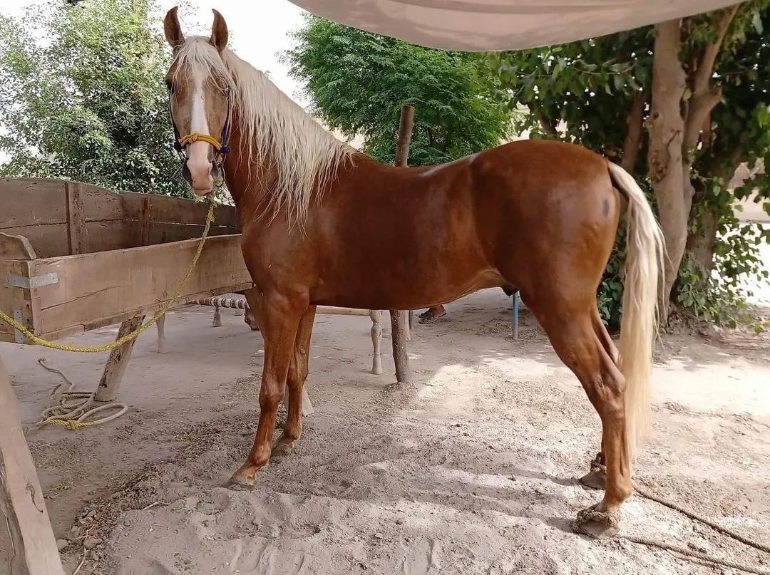 Pakistani beautiful horses.
#tentpegging #team #HorseRacing #HorseRacingTips #horsepower #horseriding #horselife #horsepainting #horseshoe #ilovemyhorse #horsemanship #horseracing #horsejumping