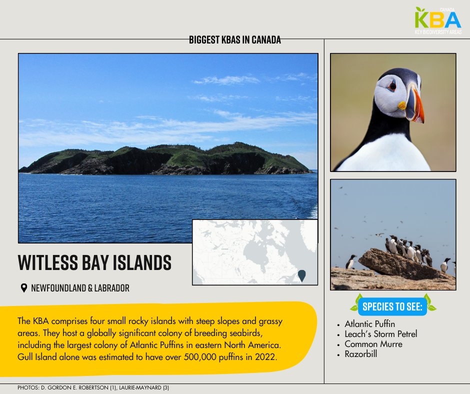 Witless Bay Islands KBA, with Gull, Green, Great & Pee Pee Islands, is a bird haven✨ It hosts North America’s largest Atlantic Puffin colony and the world’s second-largest Leach’s Storm-petrel colony, along with thousands of Black-legged Kittiwakes & Common Murres #30DaysofKBAs