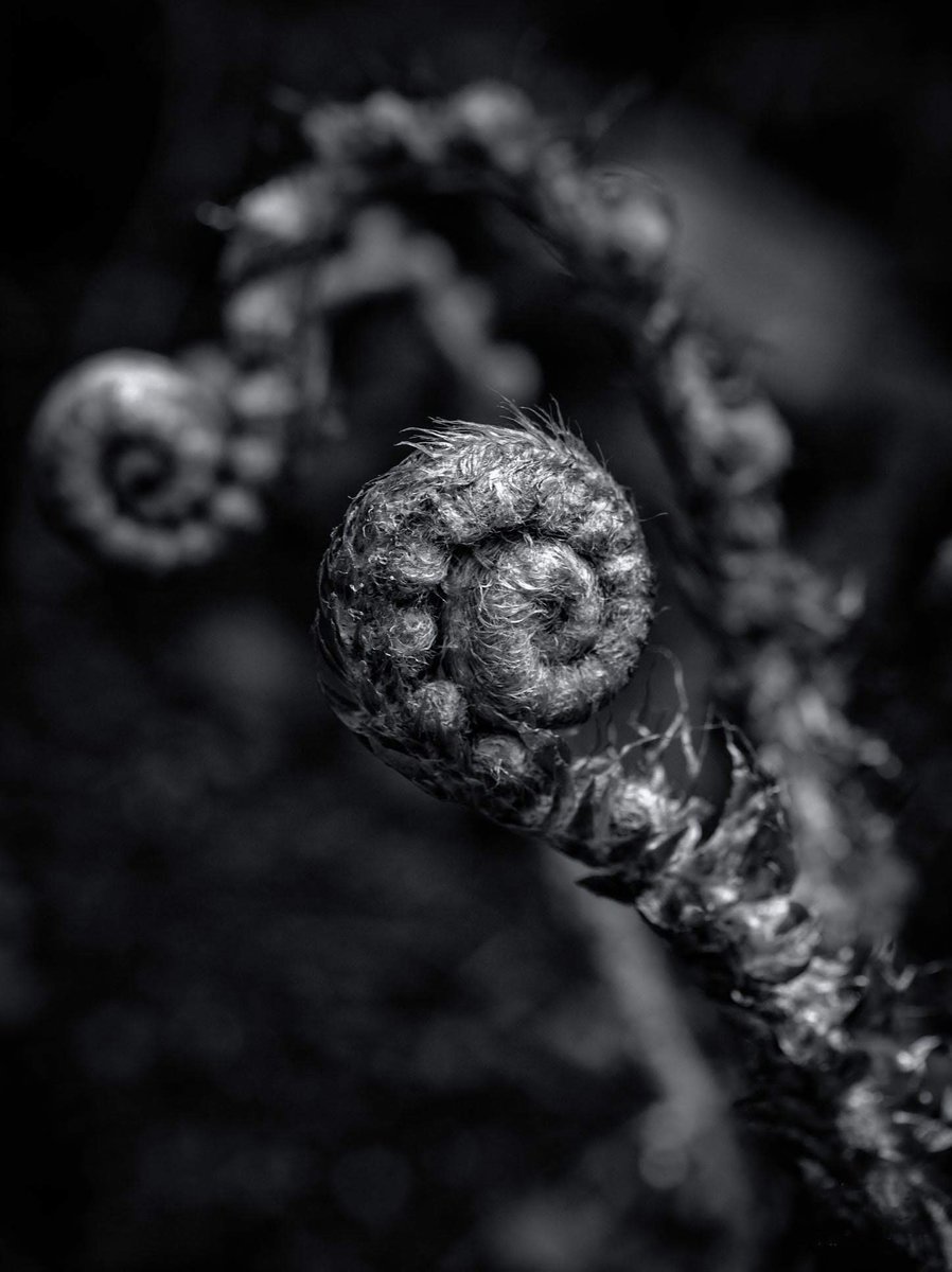 P/share those fern curls.🌀

I went for a low key #bnw