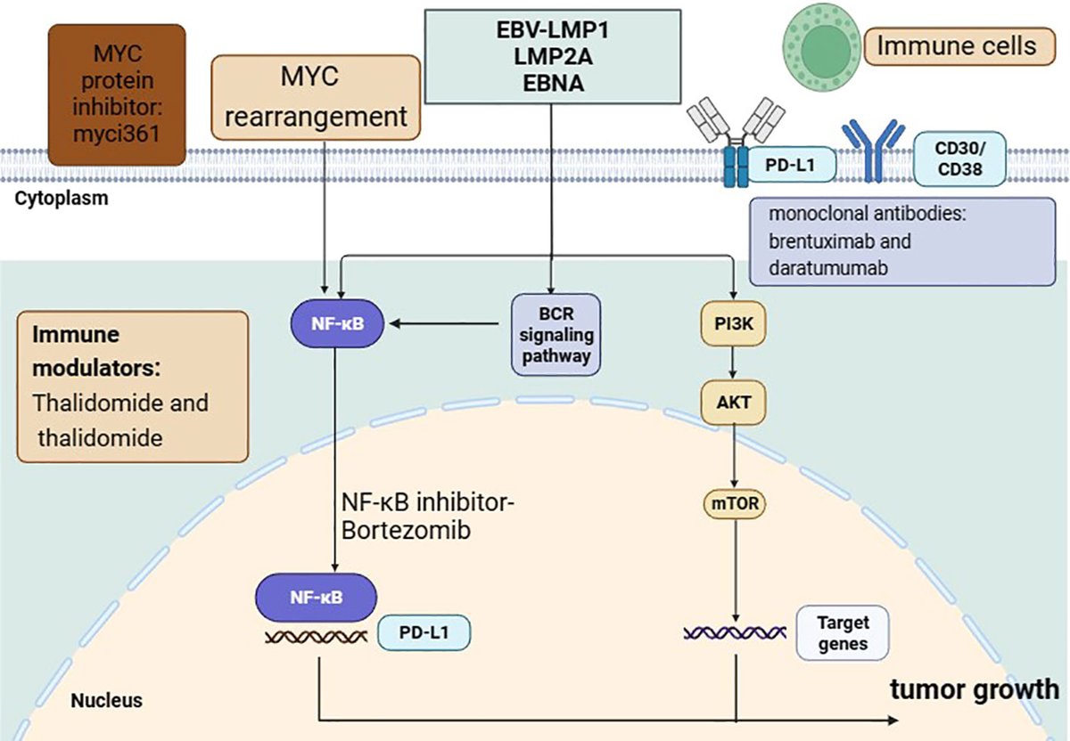 Plasmablastic lymphoma: current knowledge and future directions frontiersin.org/journals/immun… #lymsm