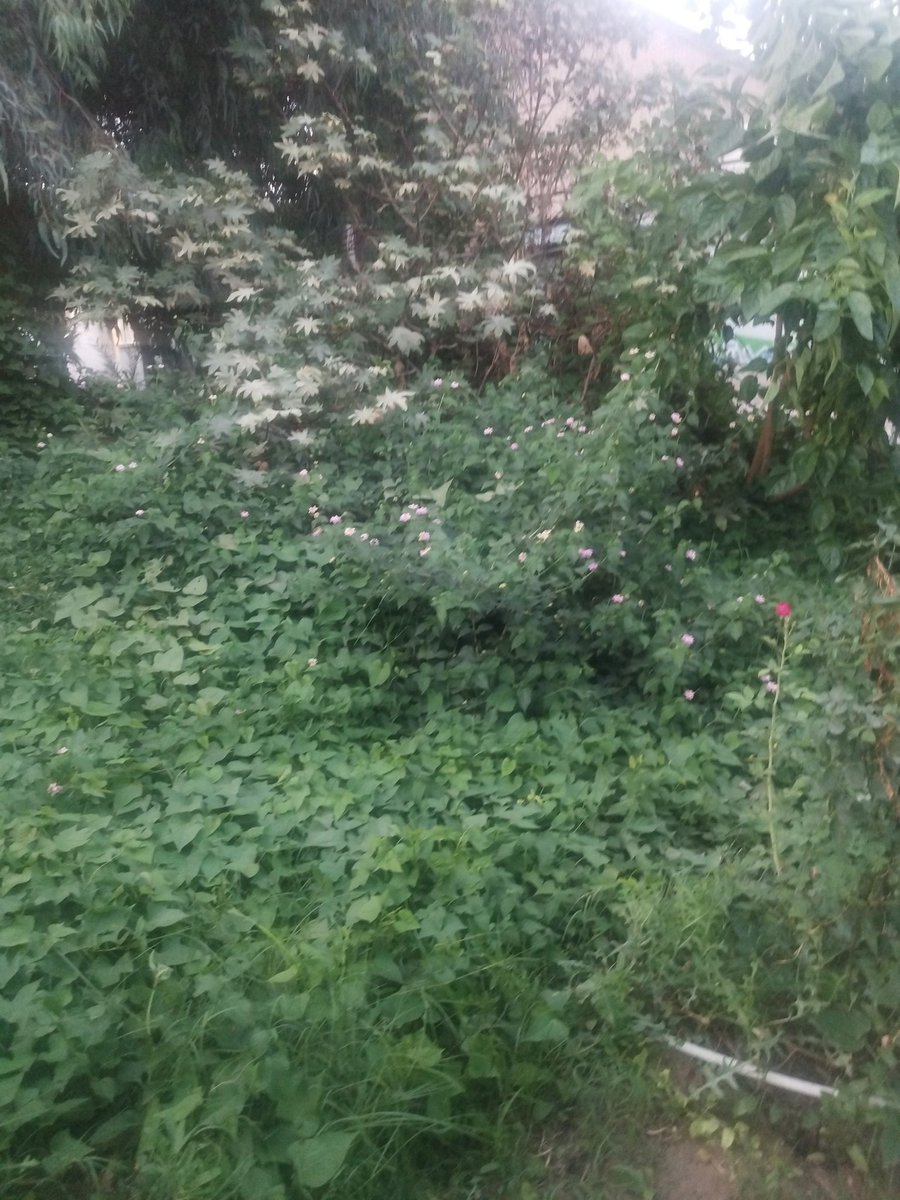 یک عصر زیبا و خلوت در بیمارستان فقط جای ی عشق تو این هوا و محیط زیبا خالیست 💞🏳️‍🌈💝🫅