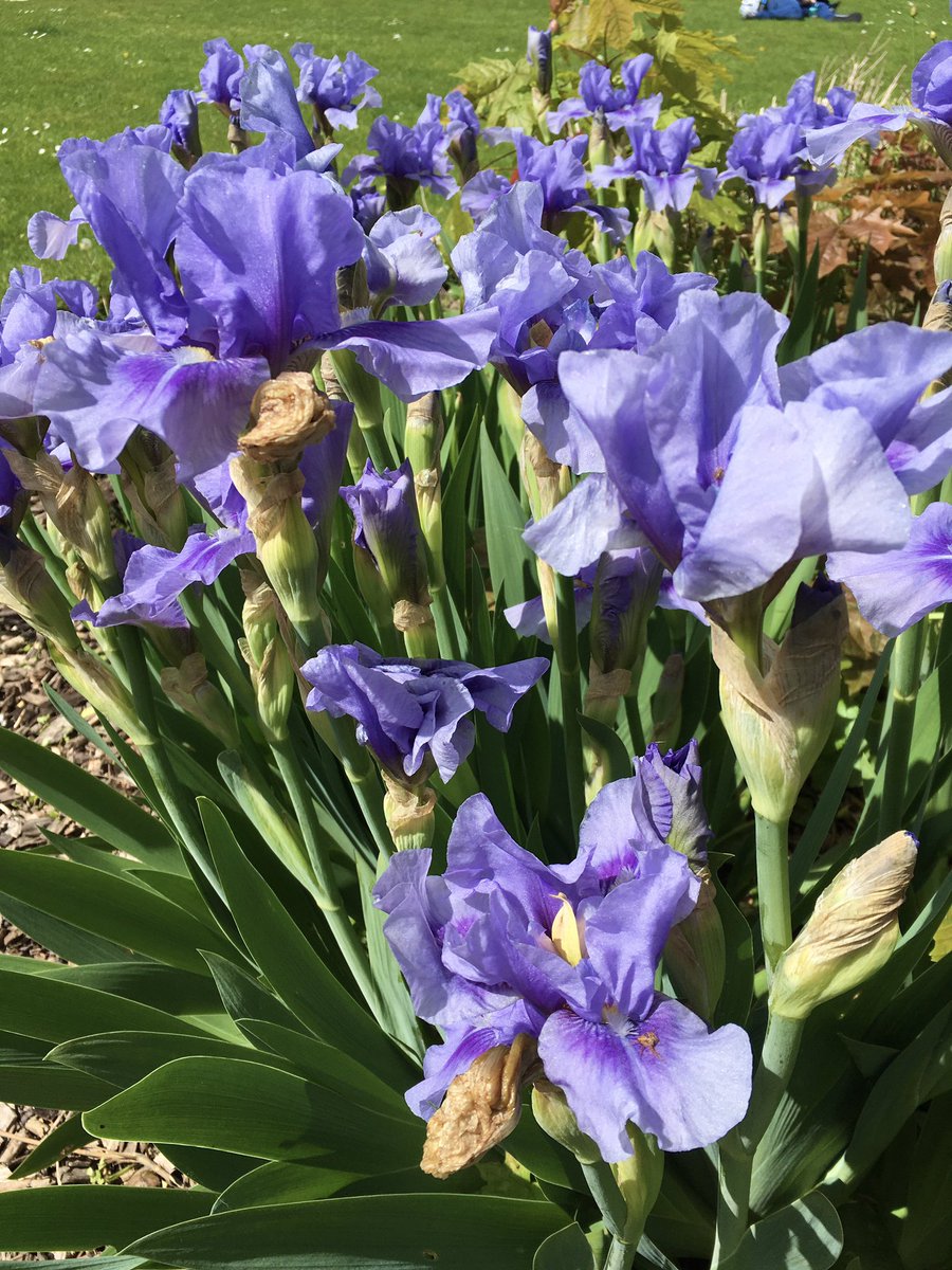 Good afternoon. It’s an absolutely gorgeous day. Irises enjoying the sunshine. Happy Saturday #GardeningX #FlowersOfTwitter #SaturdayVibes