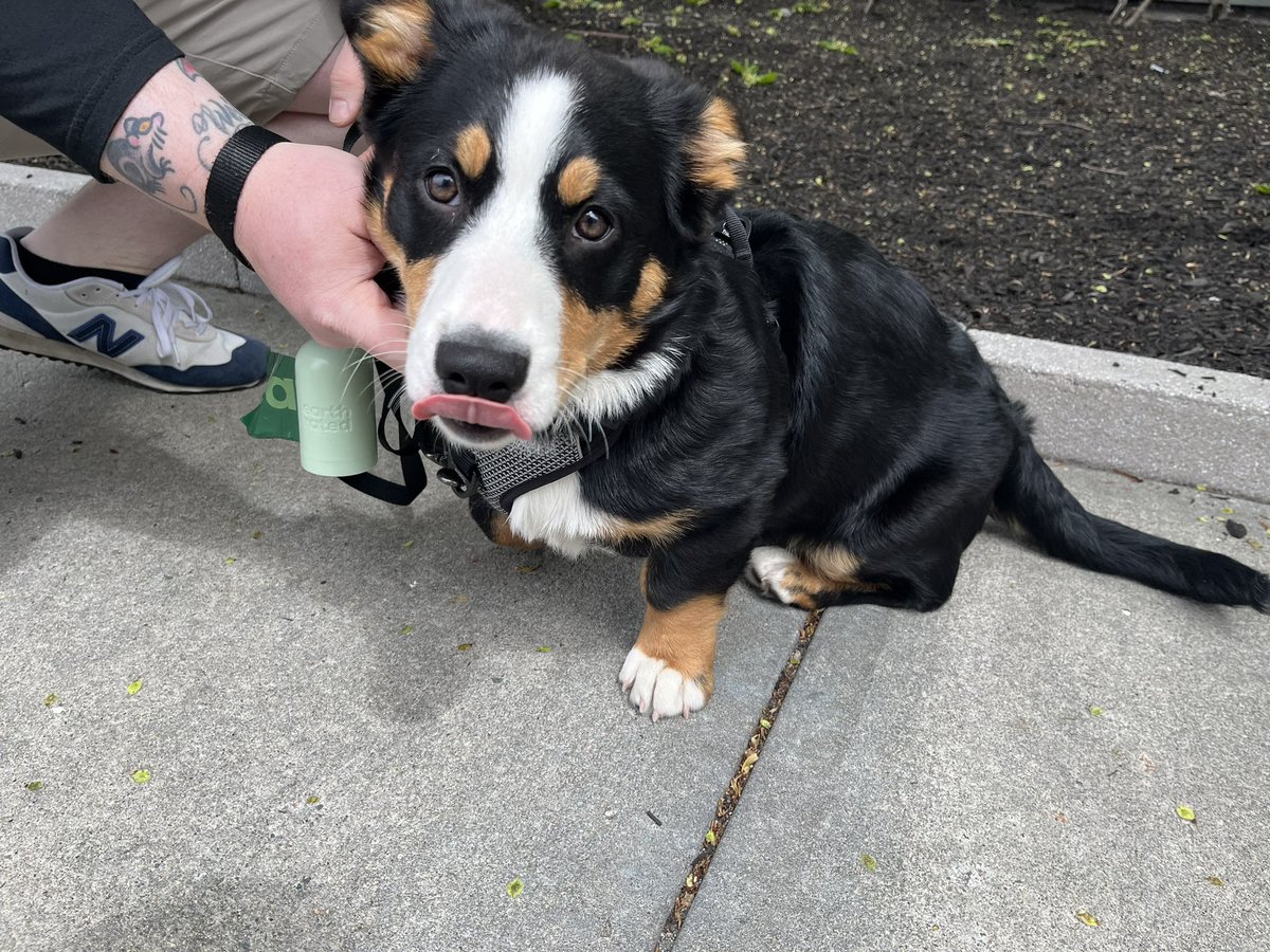 PLEASE LOOK AT THIS PUPPY I MET TODAY! HER NAME IS CRUMB, SHES A BERNESE MOUNTAIN / *CORGI* MIX