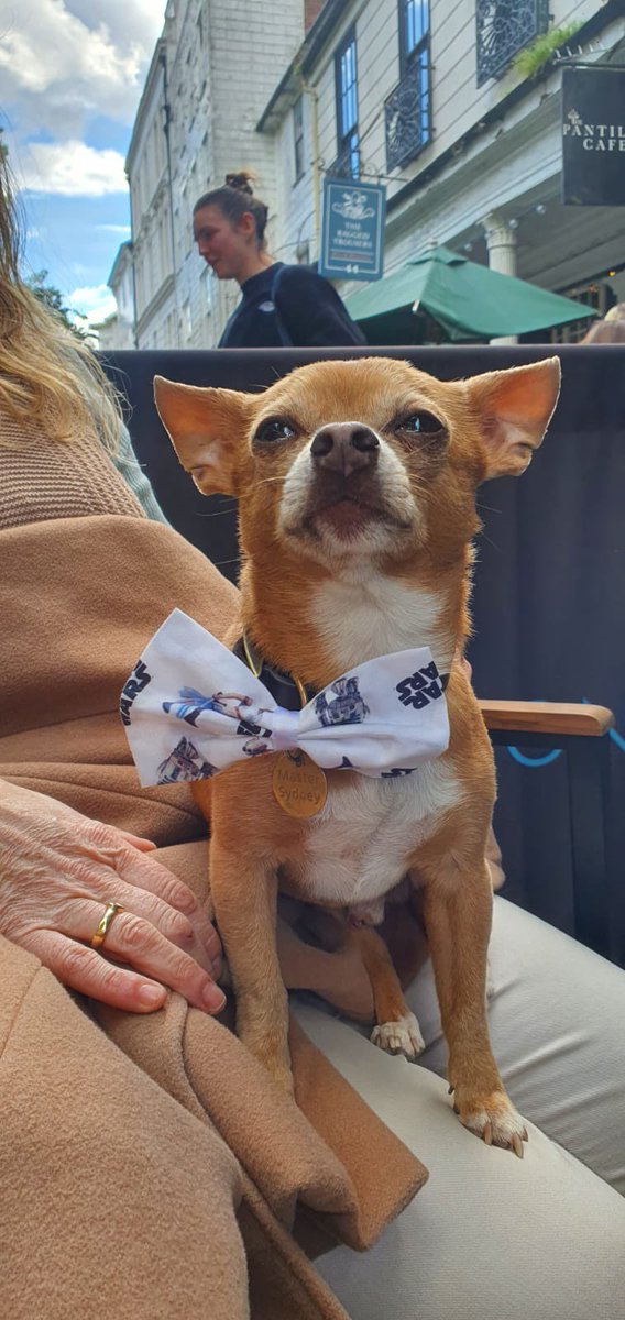Seeing as it’s May the 4th… how are you celebrating “Star Wars Day”? Beautiful Sydney is chilling on The Pantiles with his special bow tie. 🥰 🐶 💫 

#StarWarsDay #ThePantiles #TunbridgeWells #DogsofX #dogsoftwitter