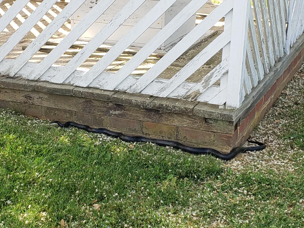 #StillnessAtAppomattox: Meet the unofficial mascot of the McLean House, a four foot long Black Rat Snake, nicknamed 'Pookie' by a group of 4th graders on a recent field trip. He or she is often found in or around the well house in the front yard. #CivilWar #Nature #FindYourPark