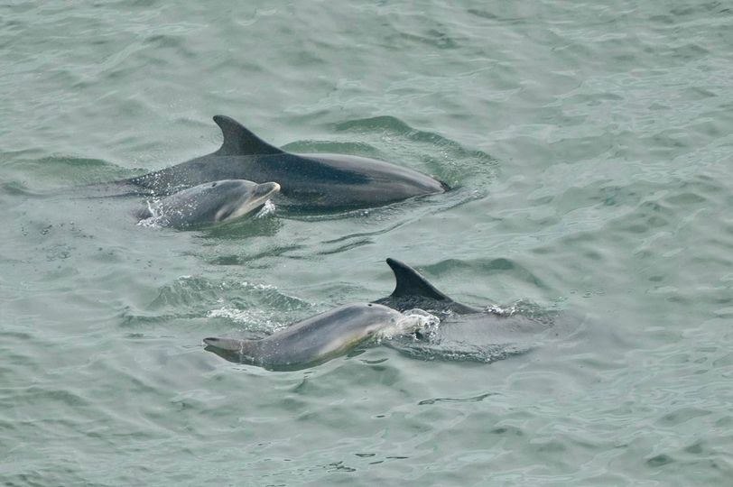 What a fabulous day we’ve had on the reserve with these sightings of Bottlenose Dolphins! 😍🐬 📷 James Davies