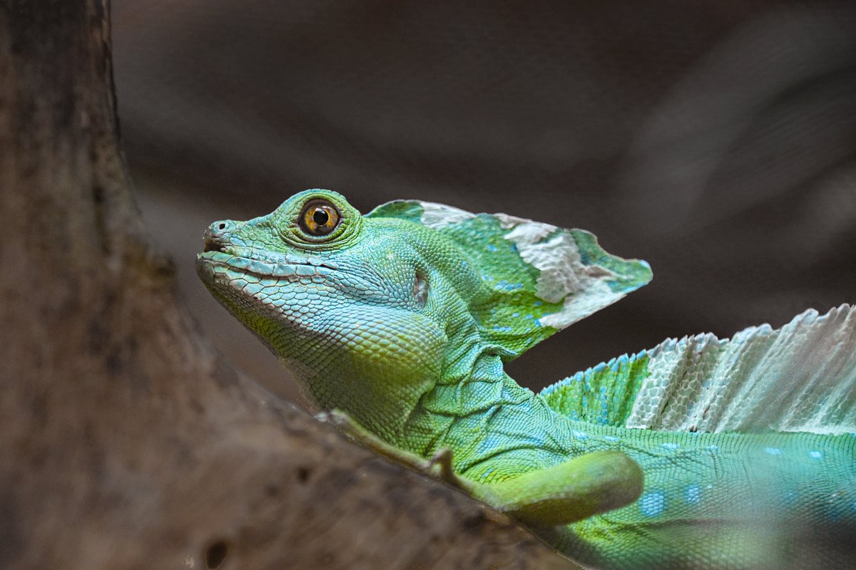 Another beautiful reptiles.. Green Basilisk Lizard Monteverde, Costa Rica