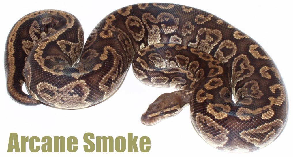sevendailysins_'s tweet photo. If you slept on “Arcane + Smoke” 💨
These two 🧬 have some unique characteristics.
I’ve always been a fan of Granite types with a Super form.
Dorsal stripe manipulation, I’m loving the serrated ⭕️’s & how they 🔗
#ballpythons #bpbreeders🐍#bpcommunity #reptiles https://t.co/cEcIXSp7nY