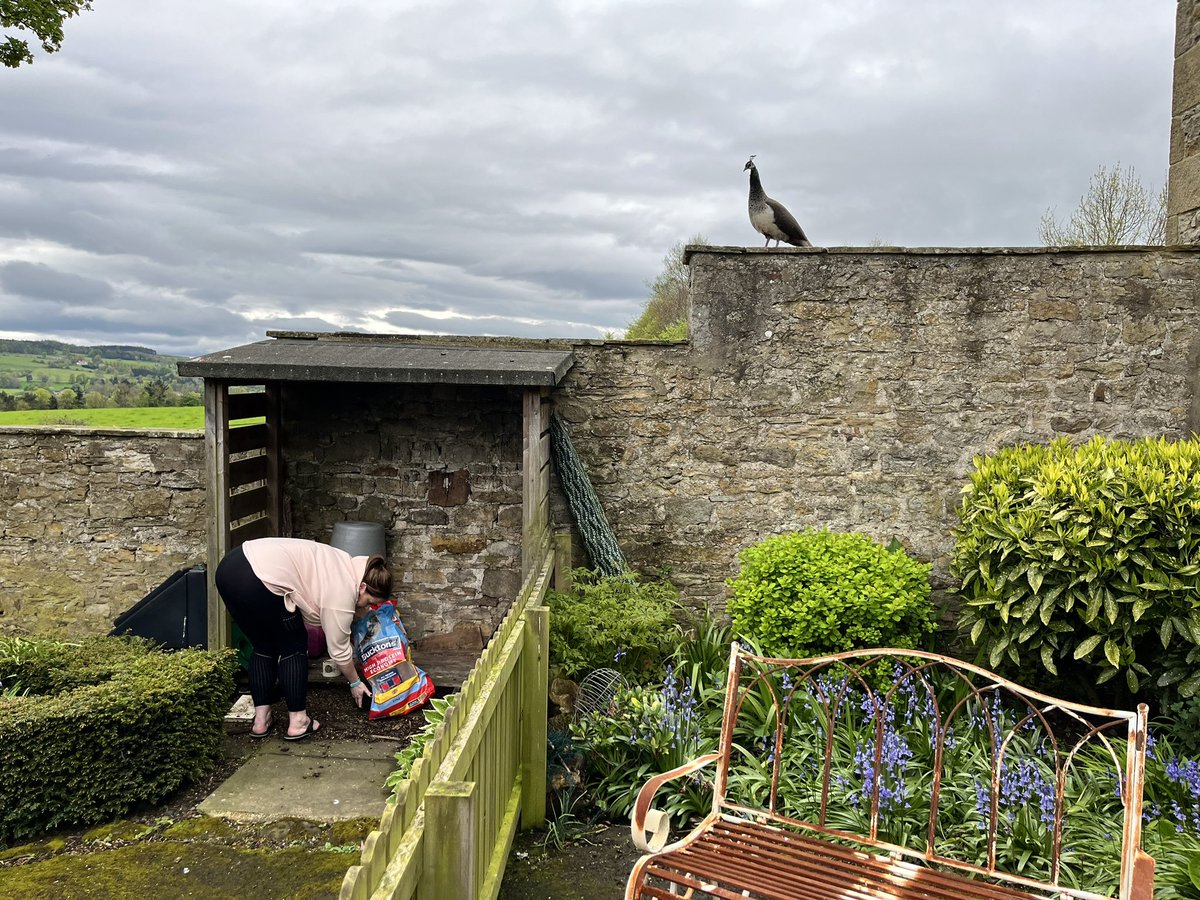 Just @Jen86_north feeding the peahen 🦚