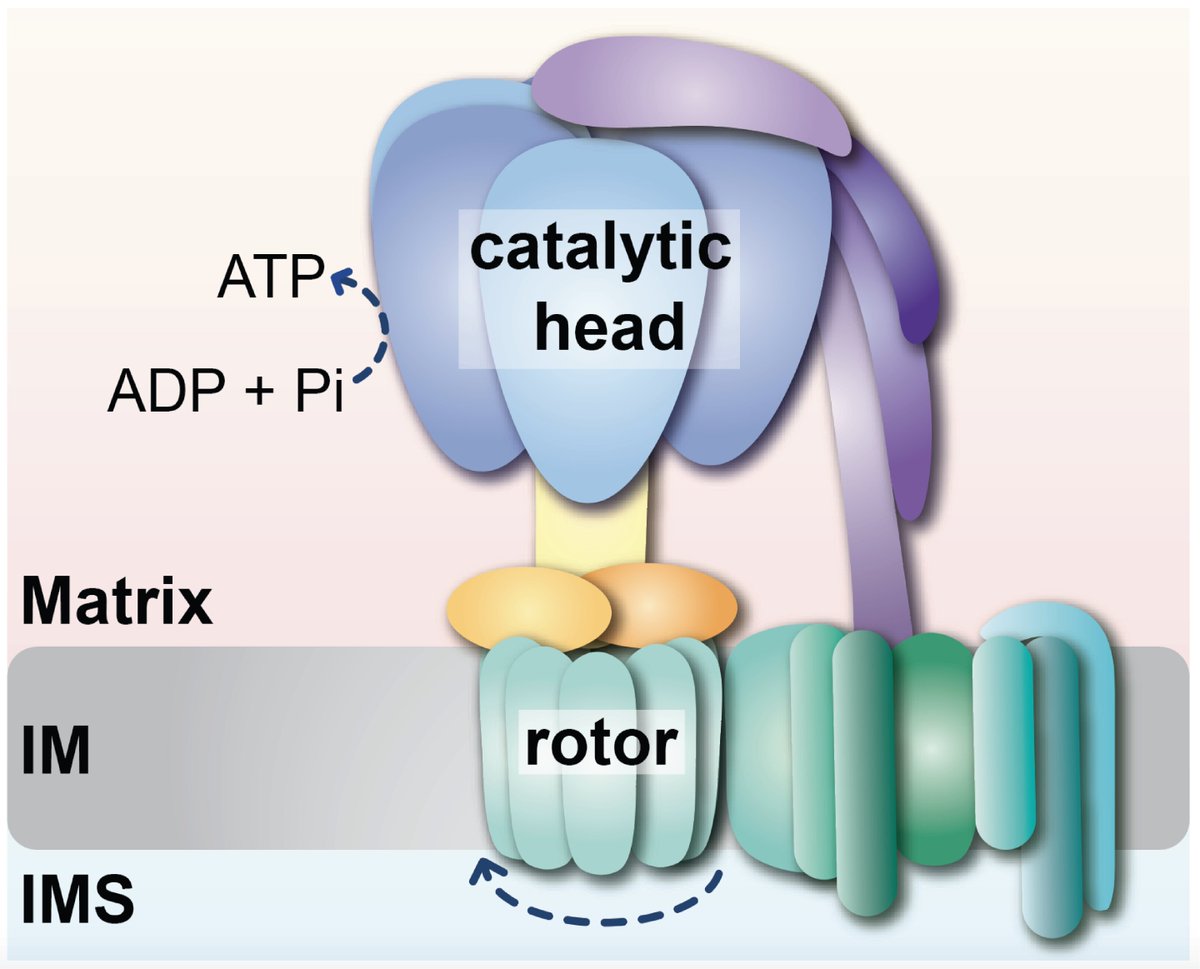 One of the beneficiaries of the structuring of water are the nano-bioturbines found within the membranes of the mitochondria. Light potentially reduces the viscosity of the water, allowing the ATP synthase to spin more easily, generating more ATP.