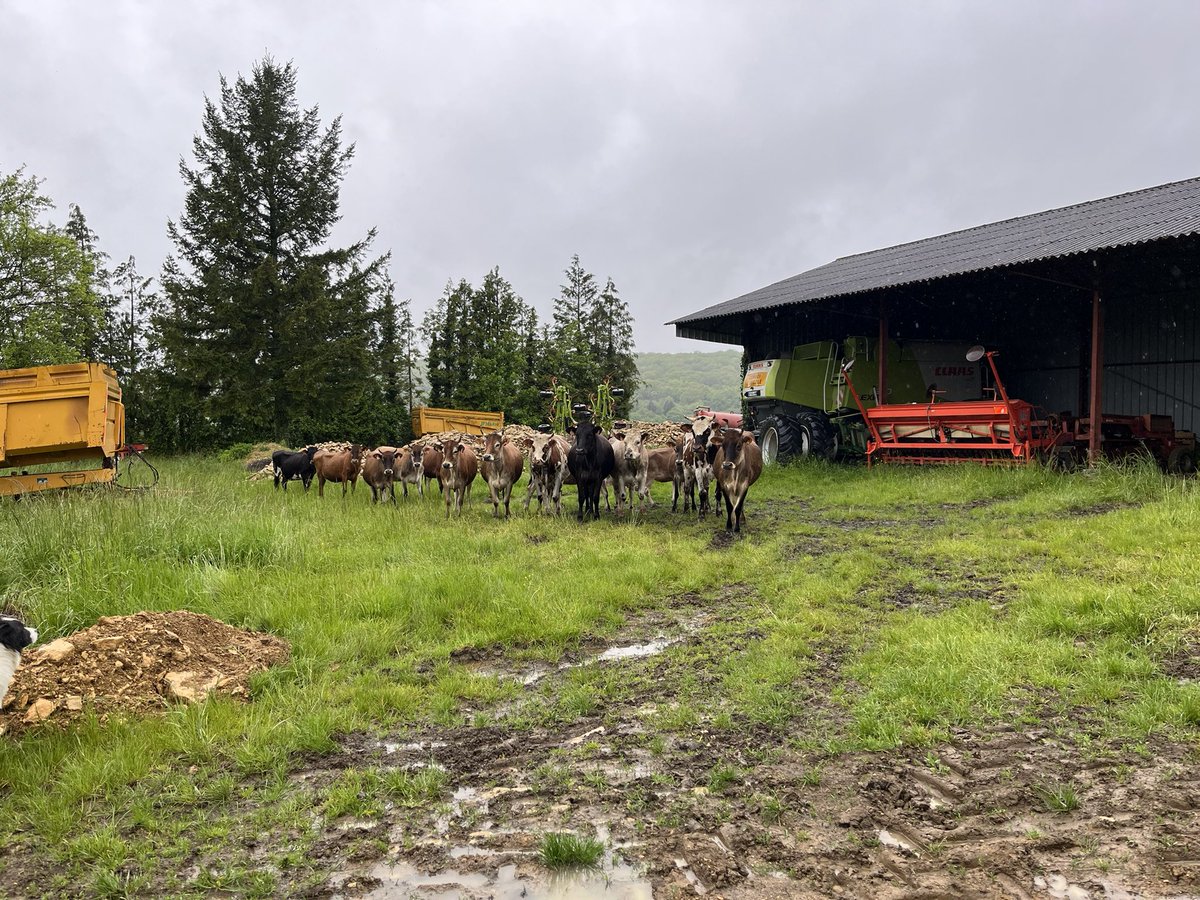 À chaque jour, son troupeau qui sort.. Aujourd’hui c’est tout un lot de génisses qui a décidé d’aller voir si l’herbe était + verte ailleurs 🥲🥲
Bon, elles ont été très coopératives pour rentrer chez elles. 
On s’ennuierait sans 🐮 quand même .. 🙄
#FrAgTw