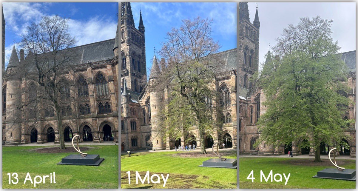 The leaves are back! #MajesticBeechTree