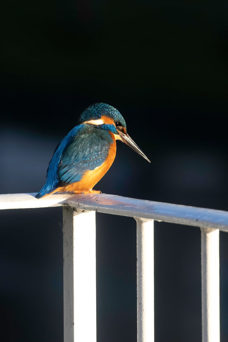 Kingfisher on the railings