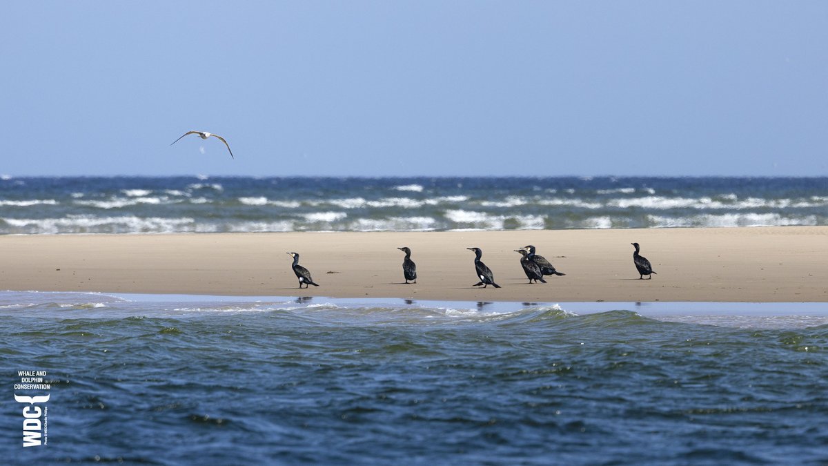 Some Cormorants enjoying a bit of beach time out of the strong wind for #SuperSeabirdSunday