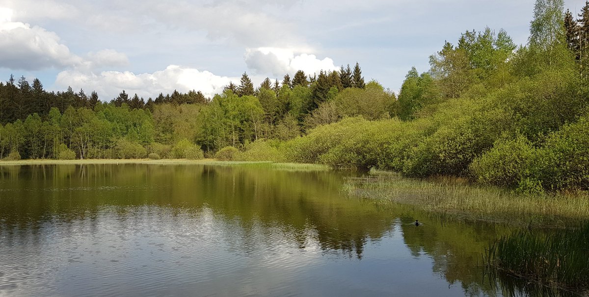 Am Mülbener See in Waldbrunn 🌿🌤🌲