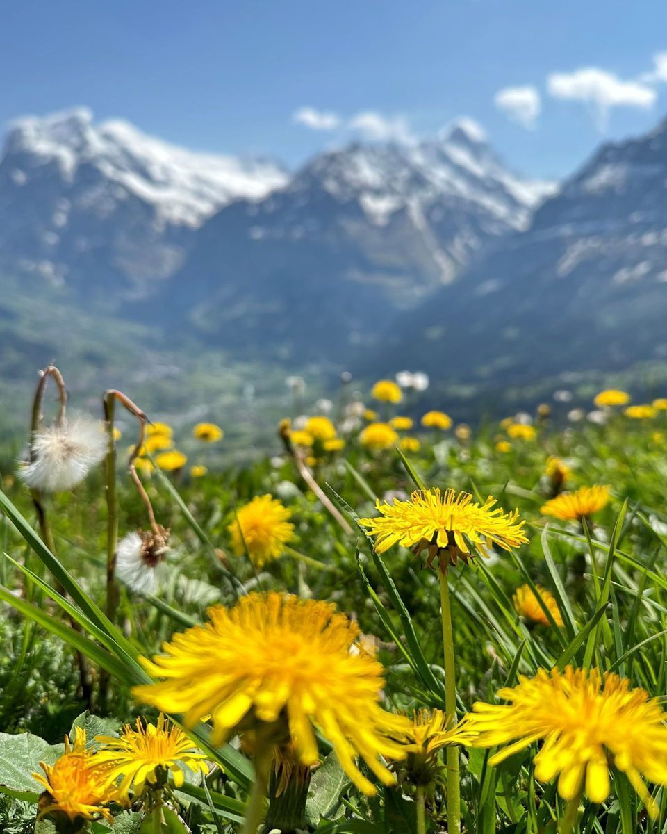 What are you plans for the comming summer season? Will you come visit our beautiful region?🌞😎🏔️

@GrindelwaldCH | @madeinbern | @MySwitzerland_e

#jungfrauregion #grindelwald #männlichen #swissalps #madeinbern #inLOVEwithSWITZERLAND #spring

photo by instagram.com/maennlichen