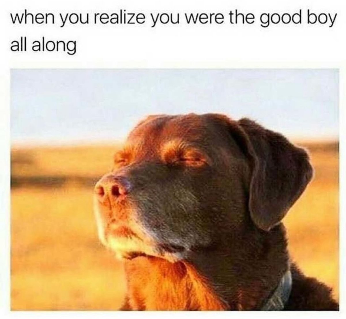Embrace that 'good boy' glow, because it was within you all along! 🐾💖

credit:  @thedoggosdose

#doghumor #dogcomic #dogmeme #dogmomsclub #dogtreats #dogtreatsfordays #funnymemesdaily #funnycomic #dogfunny #dogtv #dogbestie