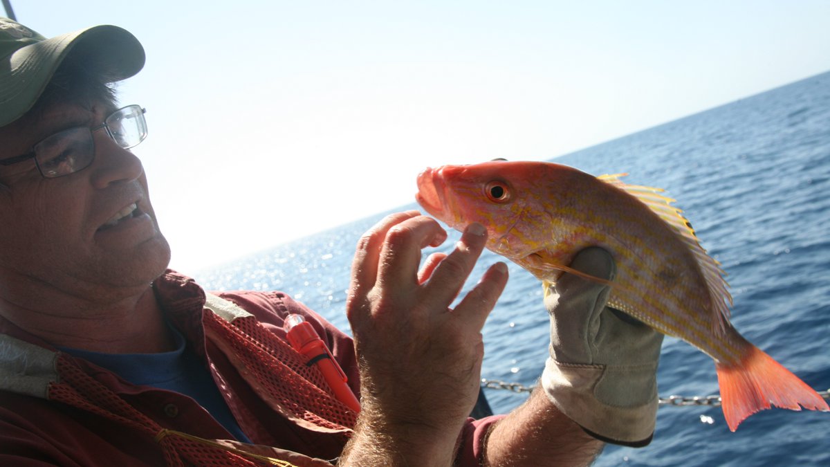 Exploring Florida Aquaculture Workshop Series wraps May 11 with 'Restoration and Aquariums'. Hear from some of our leading researchers in restoration aquaculture: Dr. Megan Davis, Dr. Dennis Hanisak & Dr. Jim Masterson 🐠 🌿 🐚 Register in advance at bit.ly/484VPJn.