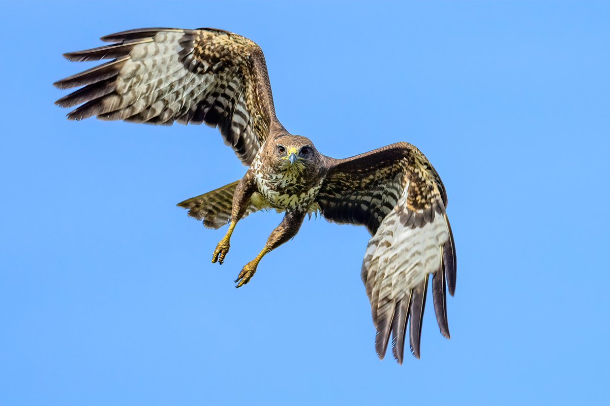 Think again Buzzard… I’m not on your breakfast menu!
#buzzard #raptor #birdofprey #Norfolk #preditor #BBCWildlifePOTD #Springwatch #wildlifephotography