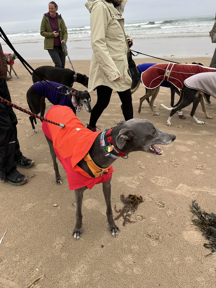 @race_kay @Scotgreyhound I’s had the best beach walk today with @RileyBogue @GerryWilson118 @DukeHound16 @blackhound01 for the #GreatNorthTweetUp2024 meet up at Bamburgh. Thank you to @race_kay & @Grandma_Bobbins for organising it 🐾💜🐾🌈.