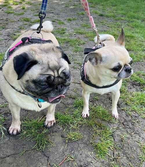 Please retweet to help Patsy and Peggy find a home together #KENT #UK BONDED PAIR, AVAILABLE FOR ADOPTION REGISTERED BRITISH CHARITY ⭐️⭐️⭐️ Females 8yrs & 6yrs Breed: Pug & Chug Colour: Apricot & black Location: #NewRomney Peggy & Patsy are mother and daughter, both very sweet.…