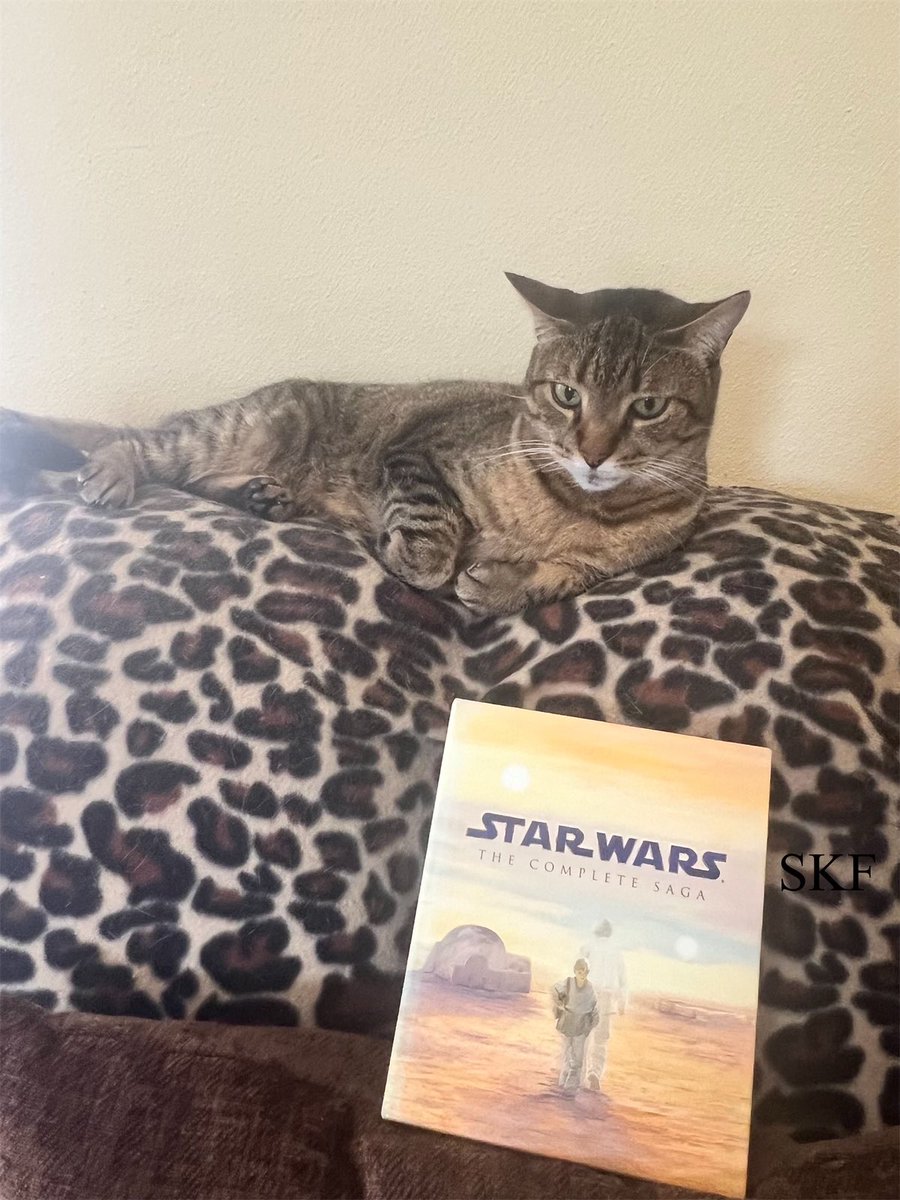 Captiva: Guess what we’re going to be watching this #Caturday *Excited Earz* 😺😺😺😺 #May4thBeWithYou #CatsOfTwitter #Tabby