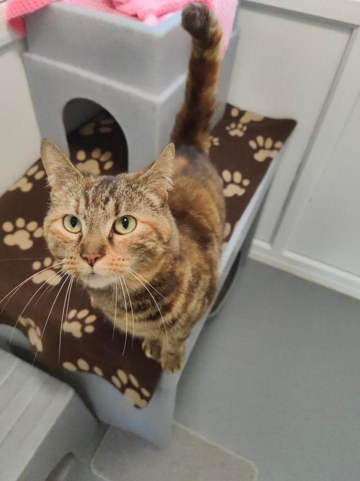 Dorothy (3) did arrive with her 2 sisters, Jane & Sadie but as sisters usually do... they fought! All 3 are much happier now they're on their own paths🥰 Jane & Sadie have already been snapped up, Dorothy is hoping she's next! 🤞🏻 Find out more 👇🏻 cats.org.uk/findacatform/?…