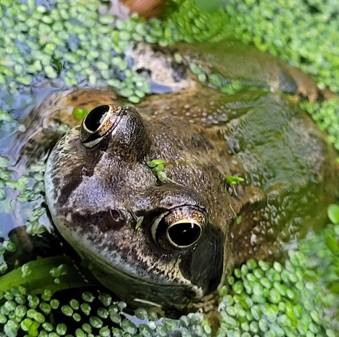 Frog #Frog #gardenwildlife #Springwatch #30DaysWild  #britishhwildlife  #naturecommunity #wildlifephotography #naturephotography  #ukwildlifeimages #westmidlands #wildlifeimages