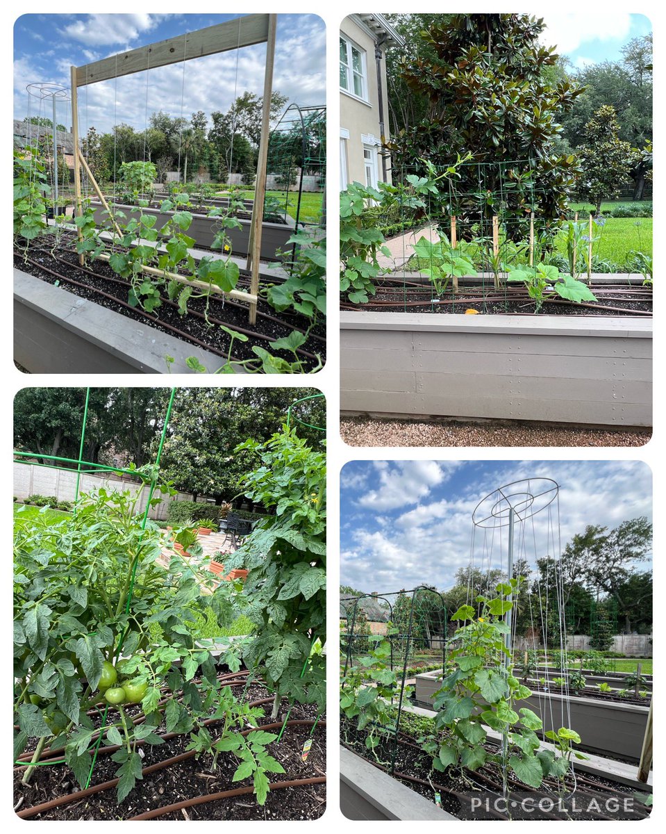 What’s growing in my garden? spaghetti squash, corn, beans, watermelon, cantaloupe, peas, Japanese eggplant, tomato (4 variety), cucumbers (3 variety), peppers (4 variety), lettuce, kale, spinach and herbs… my daily morning therapy!