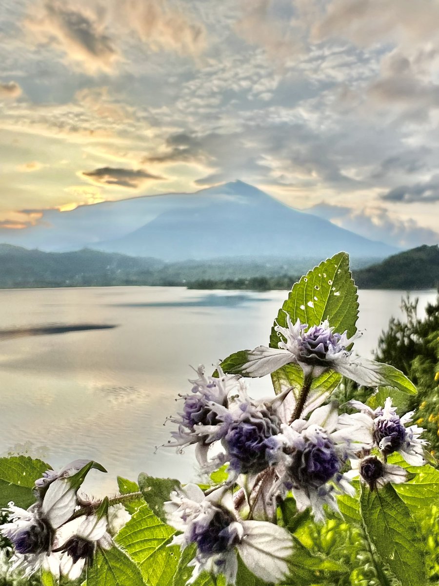 Matt Miller 🇷🇼 tweet media