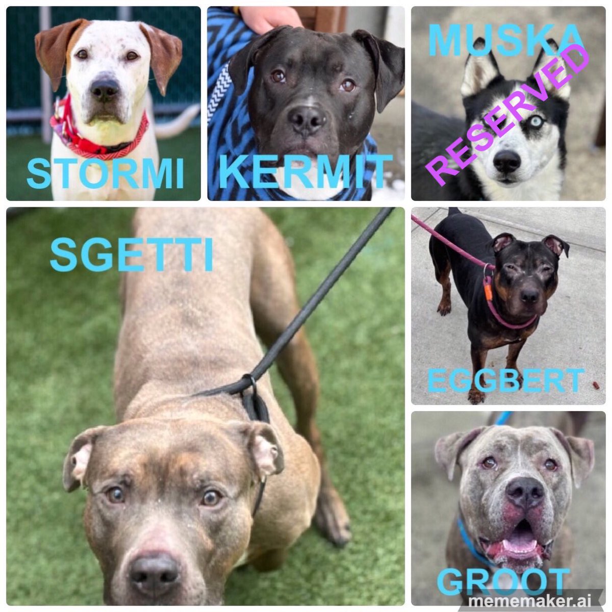 🆘🆘DOGS IN DANGER #NYCACC ❤️‍🩹STORMI 4yrs Adoptable ❤️‍🩹KERMIT 1yr. Adoptable ❤️‍🩹SGETTI 4yrs ❤️‍🩹EGGBERT 2yrs ❤️‍🩹GROOT 2yrs #PLEDGE #FOSTER #ADOPT 📧nycdogslivesmatter@gmail.com DM @notthesameone2 #FostersSavesLives 🚨More🐶will be added 2 this list in about 1hr